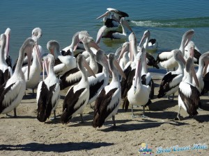 pelicans-labradorP1050405