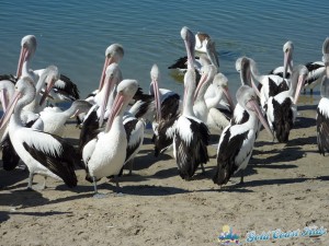 pelicans-labradorP1050409