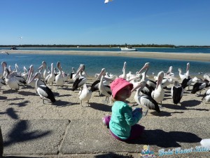 pelicans-labradorP1050454